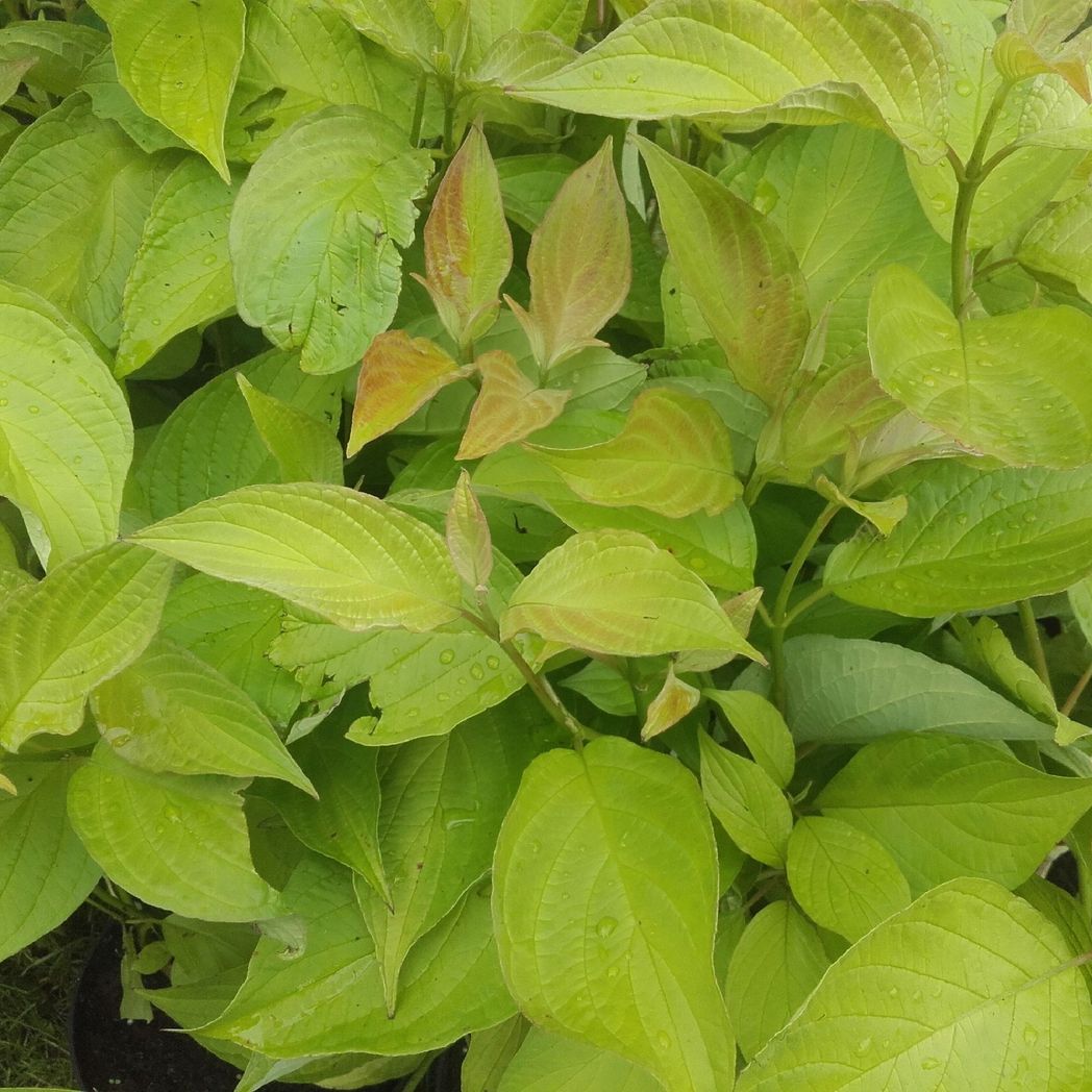 Golden Dogwood ‘Aurea’ - Vibrant Shrub for Year - Round Color & Structure - plants - express.com