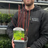 2L (40-50cm including the pot)