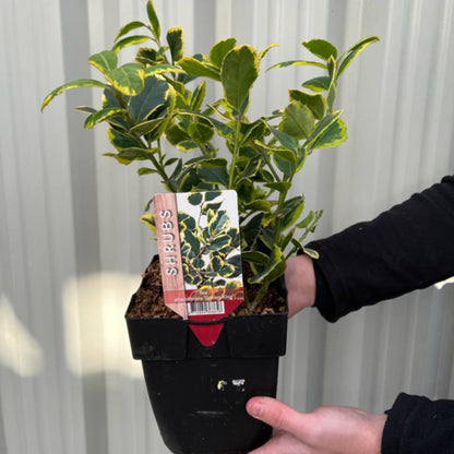 Golden King Variegated Holly - Dwarf Ilex x altaclarensis, 9cm/2L - plants - express.com