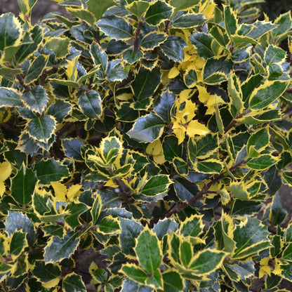 Golden King Variegated Holly - Dwarf Ilex x altaclarensis, 9cm/2L - plants - express.com