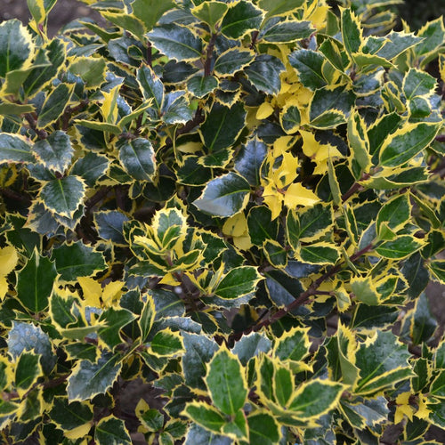 Golden King Variegated Holly - Dwarf Ilex x altaclarensis, 9cm/2L - plants - express.com