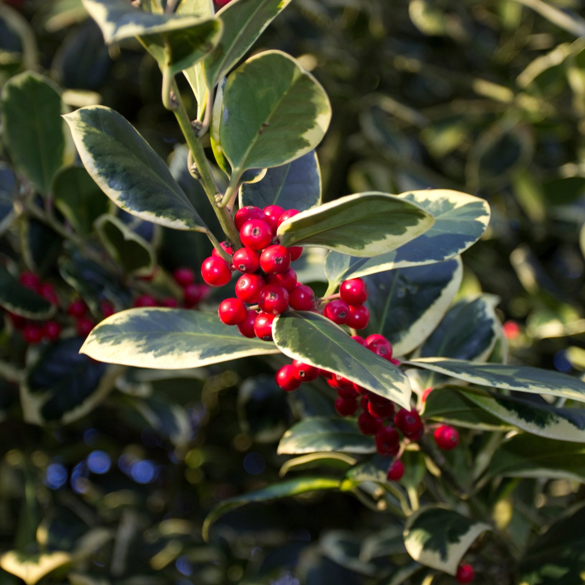 Golden King Variegated Holly - Dwarf Ilex x altaclarensis, 9cm/2L - plants - express.com