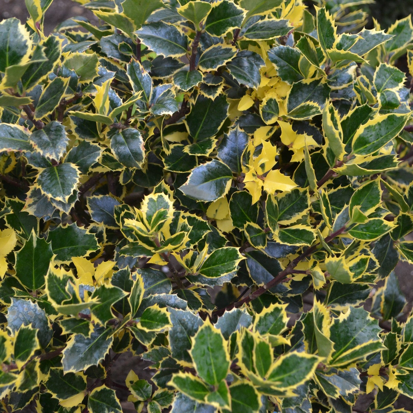 Golden King Variegated Holly - Dwarf Ilex x altaclarensis, 9cm/2L - plants - express.com
