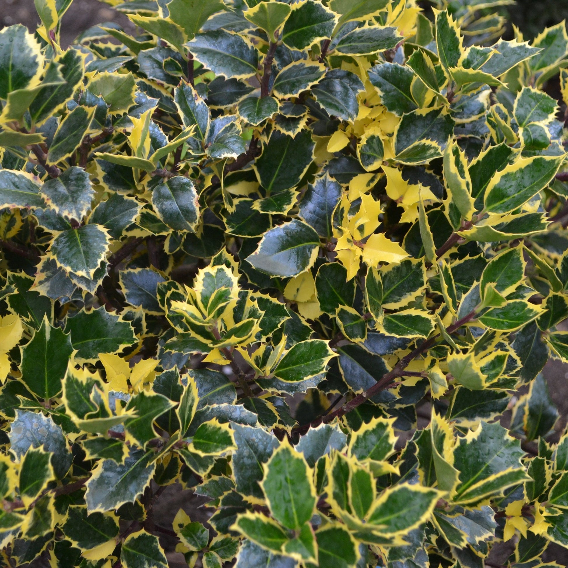 Golden King Variegated Holly - Dwarf Ilex x altaclarensis, 9cm/2L - plants - express.com