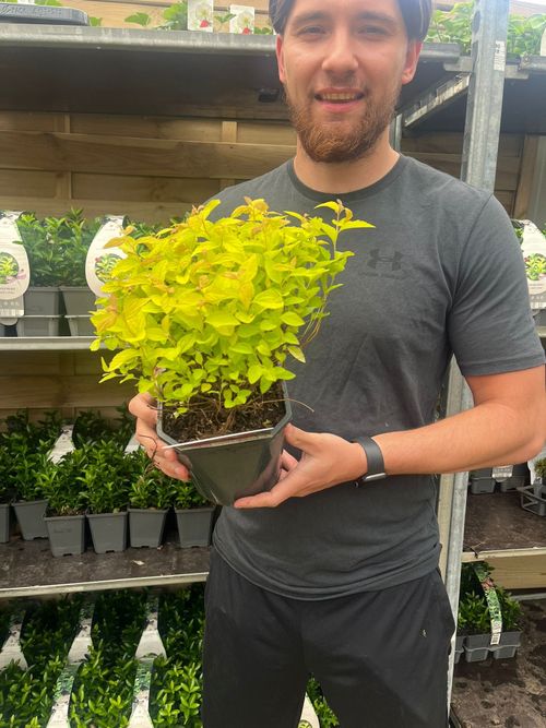 Golden Princess Spiraea - Vibrant Pink Blooms & Easy Care Shrub 1L/2L - plants - express.com