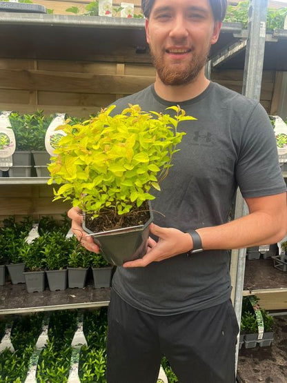 Golden Princess Spiraea - Vibrant Pink Blooms & Easy Care Shrub 1L/2L - plants - express.com