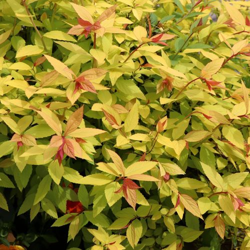 Golden Princess Spiraea - Vibrant Pink Blooms & Easy Care Shrub 1L/2L - plants - express.com