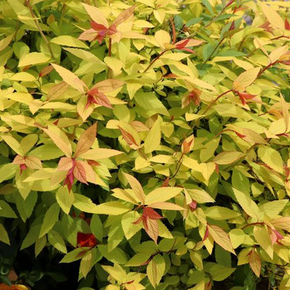 Golden Princess Spiraea - Vibrant Pink Blooms & Easy Care Shrub 1L/2L - plants - express.com