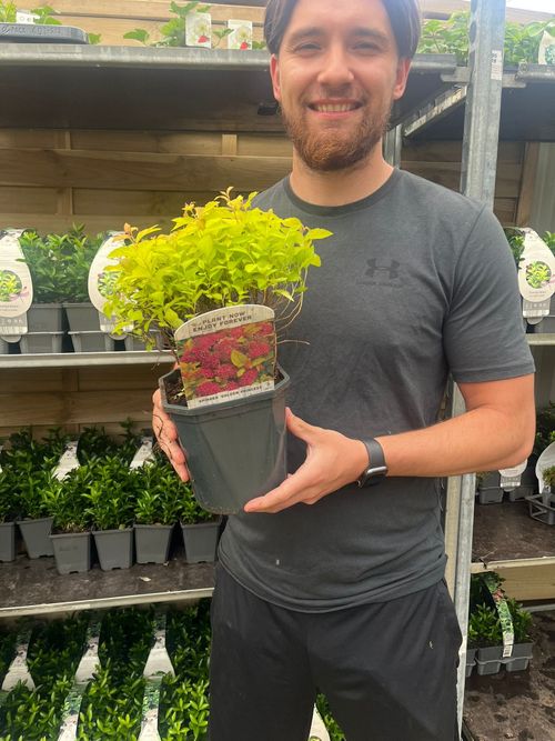 Golden Princess Spiraea - Vibrant Pink Blooms & Easy Care Shrub 1L/2L - plants - express.com