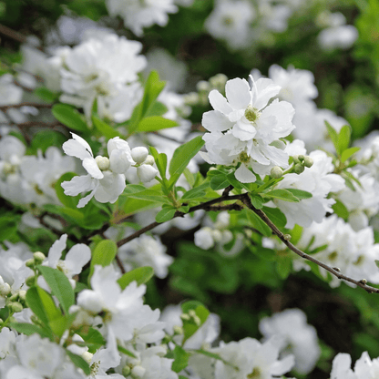 Graceful Pearl Bush - Exochorda Racemosa 2L: Elegant White Blooms for Your Garden - plants - express.com