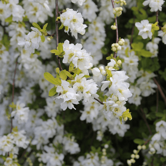 Graceful Pearl Bush - Exochorda Racemosa 2L: Elegant White Blooms for Your Garden - plants - express.com