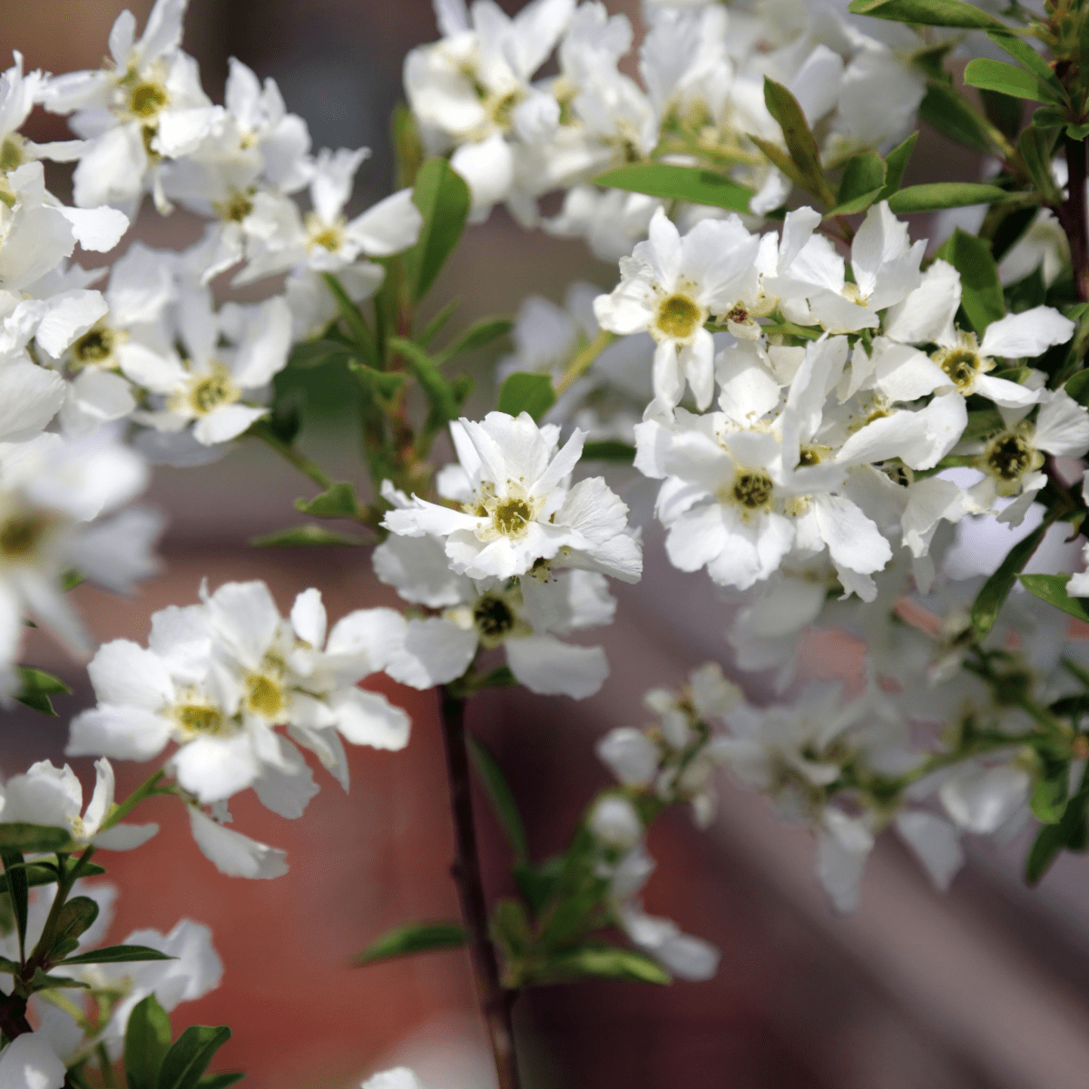 Graceful Pearl Bush - Exochorda Racemosa 2L: Elegant White Blooms for Your Garden - plants - express.com