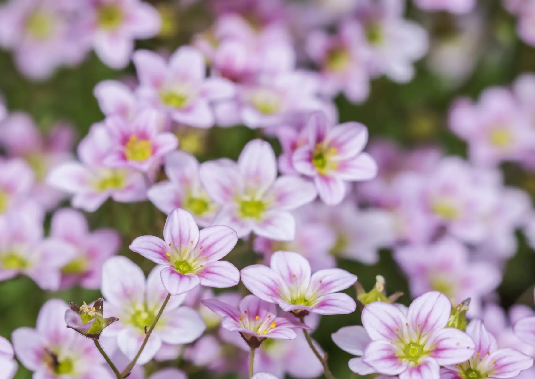 Gypsophila repens Rosea - plants - express.com