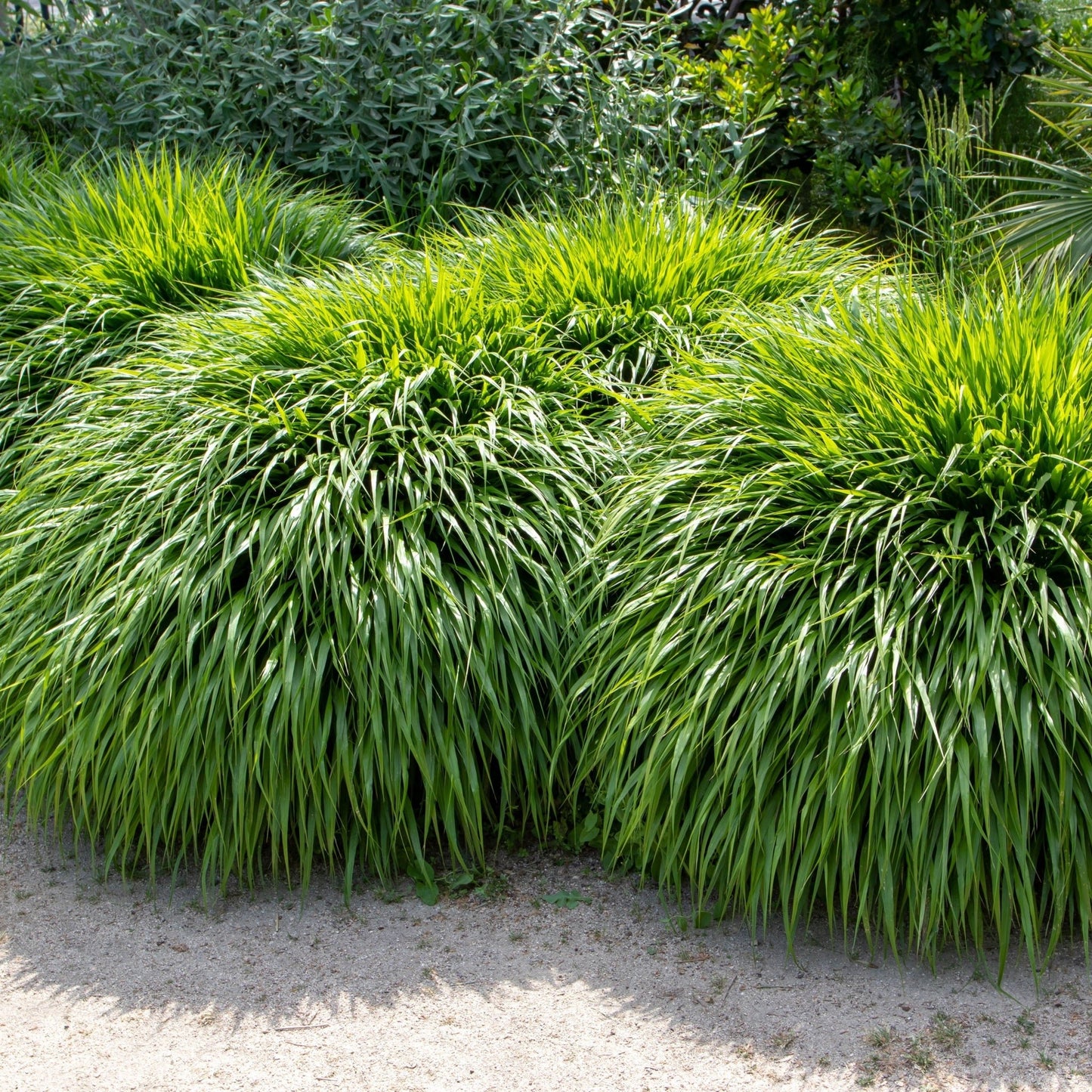 Hakonechloa macra Grass 9cm / 2L - plants - express.com