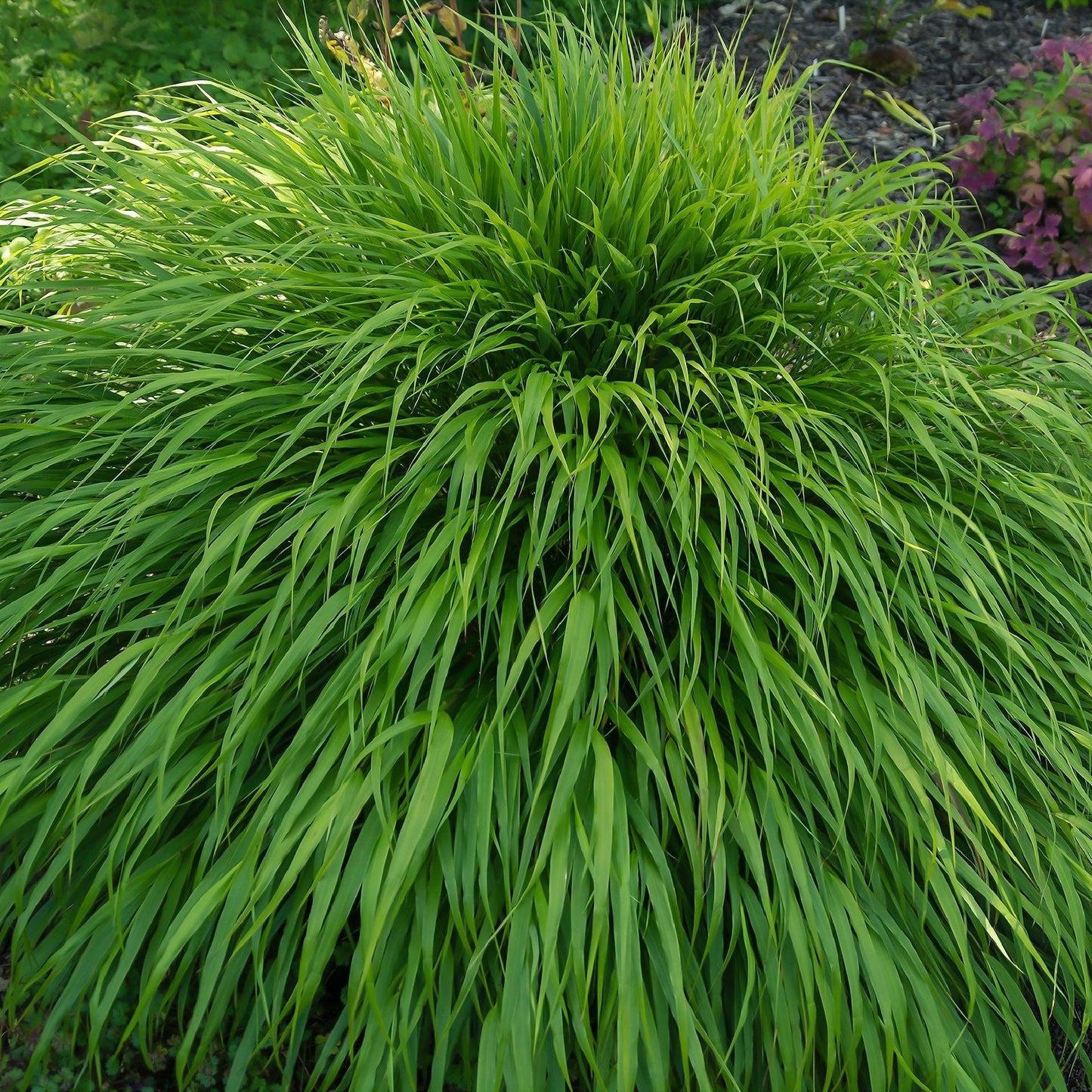 Hakonechloa macra Grass 9cm / 2L - plants - express.com