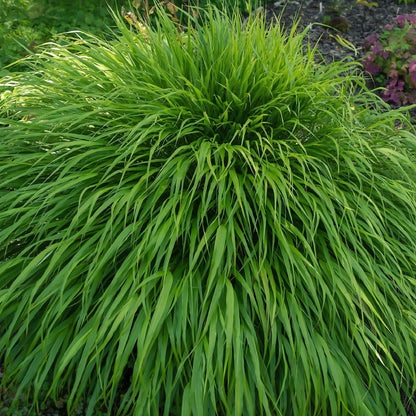Hakonechloa macra Grass 9cm / 2L - plants - express.com
