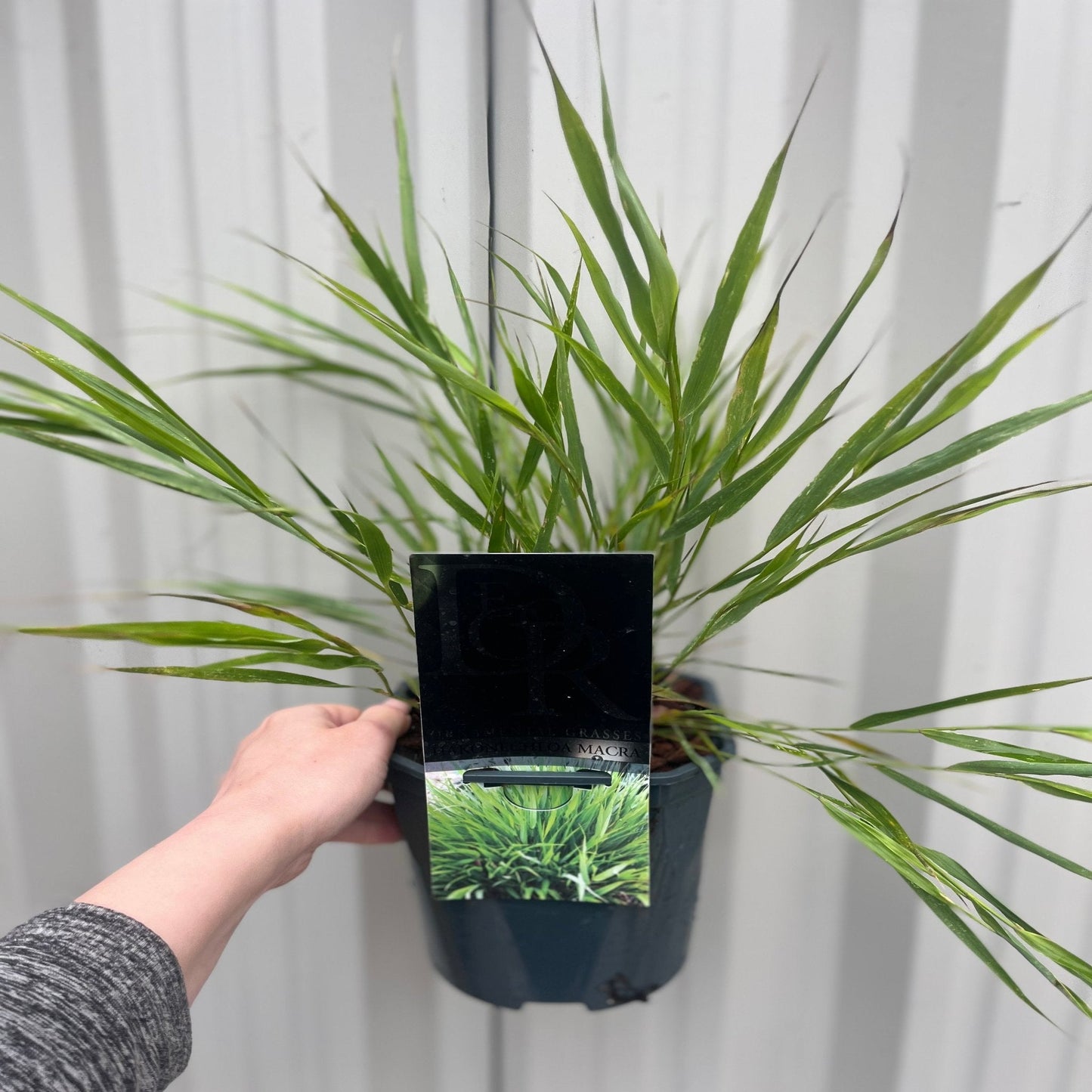 Hakonechloa macra Grass 9cm / 2L - plants - express.com