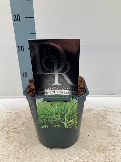 Hakonechloa macra Grass 9cm / 2L - plants - express.com