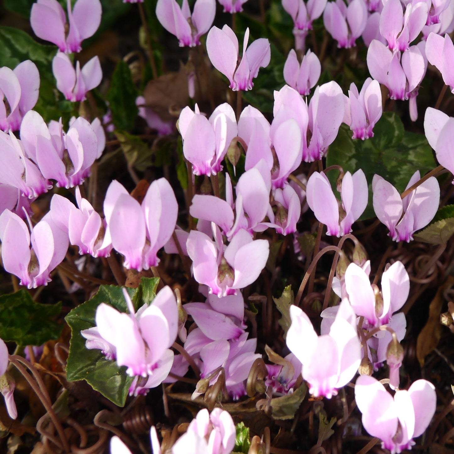 Hardy Cyclamen Pink (9cm Pot) - plants - express.com