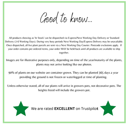 Hardy Cyclamen Pink (9cm Pot) - plants - express.com