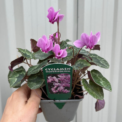 Hardy Cyclamen Pink (9cm Pot) - plants - express.com