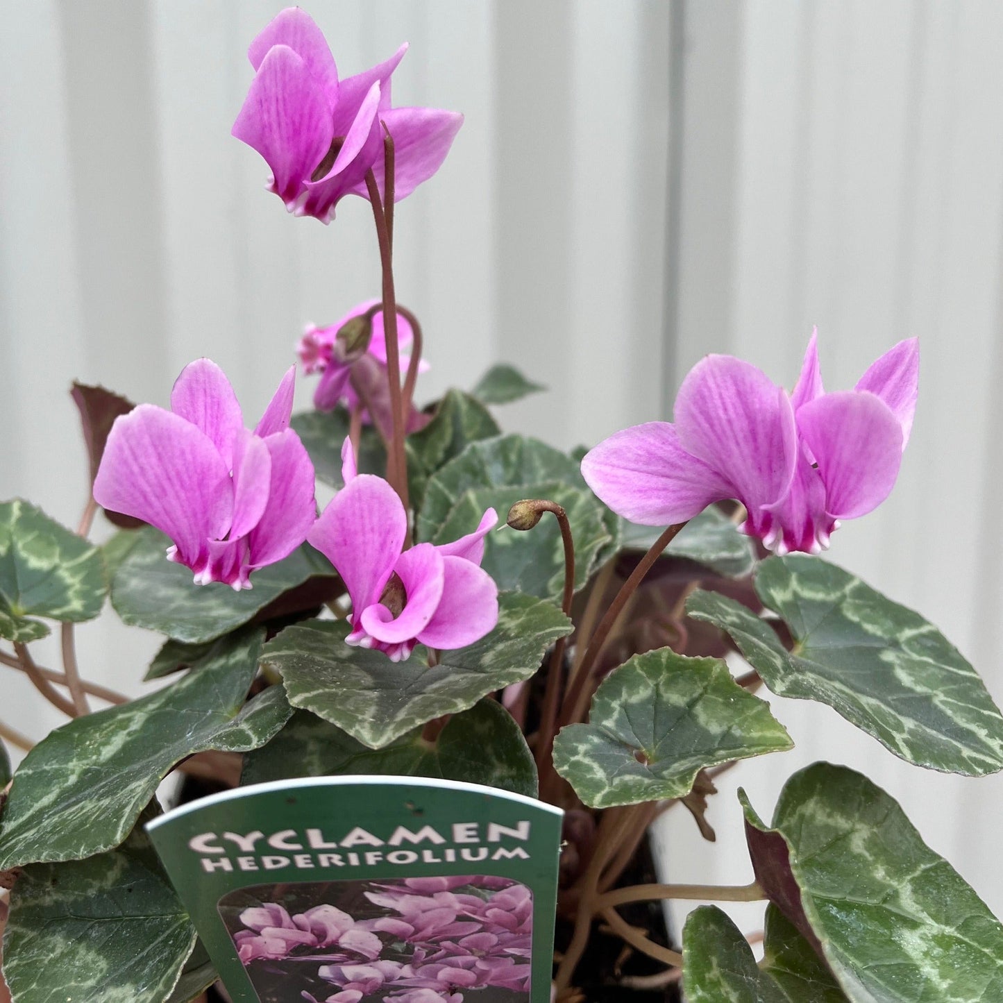 Hardy Cyclamen Pink (9cm Pot) - plants - express.com