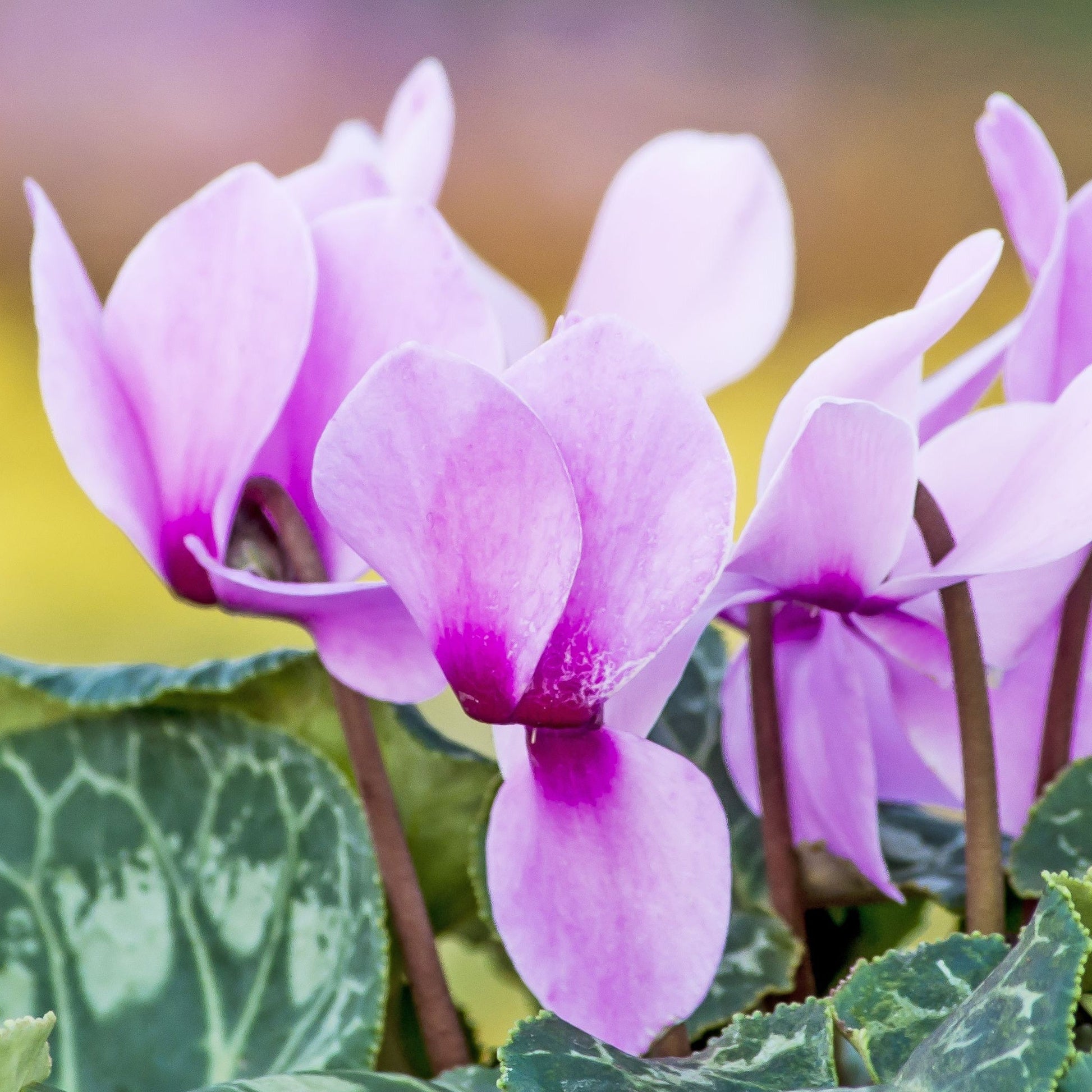 Hardy Cyclamen Pink (9cm Pot) - plants - express.com