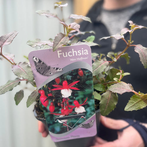 Hardy Fuchsia 'Alice Hoffman' 9cm/2L Pot - Delicate Pendulous Blooms - plants - express.com