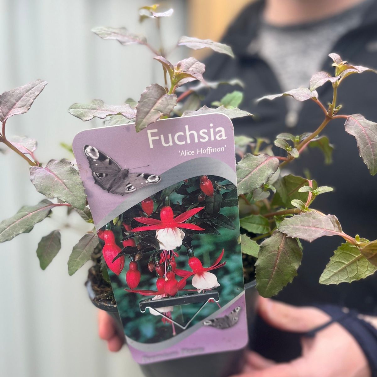Hardy Fuchsia 'Alice Hoffman' 9cm/2L Pot - Delicate Pendulous Blooms - plants - express.com