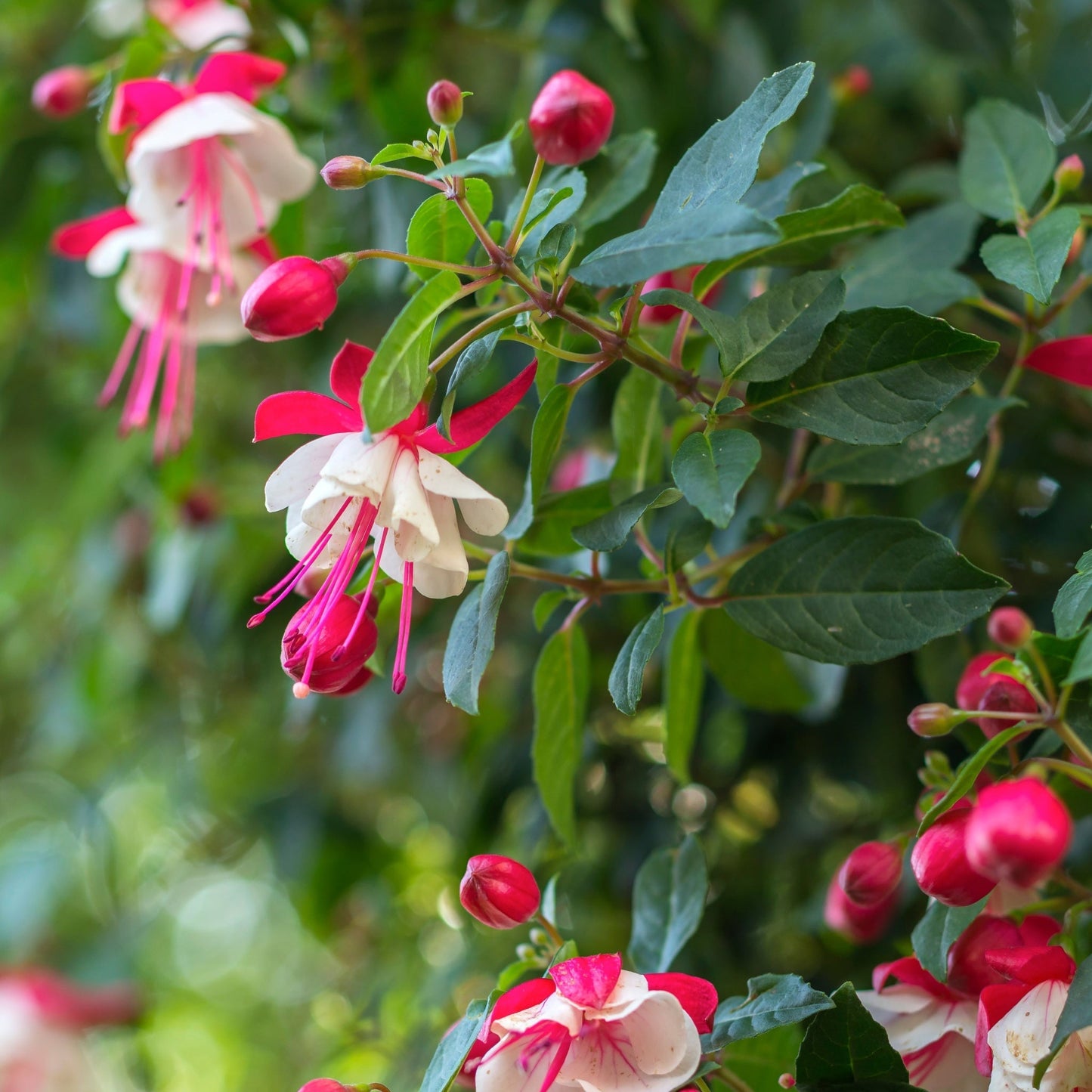 Hardy Fuchsia 'Alice Hoffman' 9cm/2L Pot - Delicate Pendulous Blooms - plants - express.com