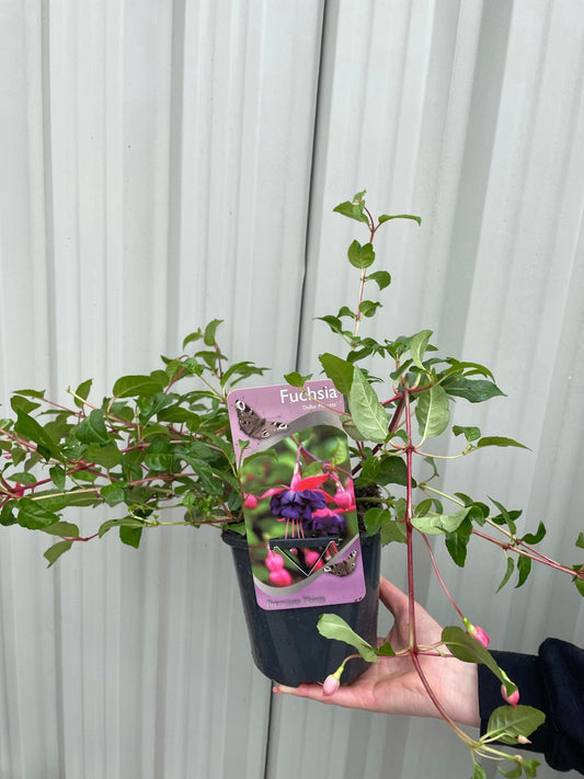 Hardy Fuchsia 'Dollar Princess' 2L - plants - express.com