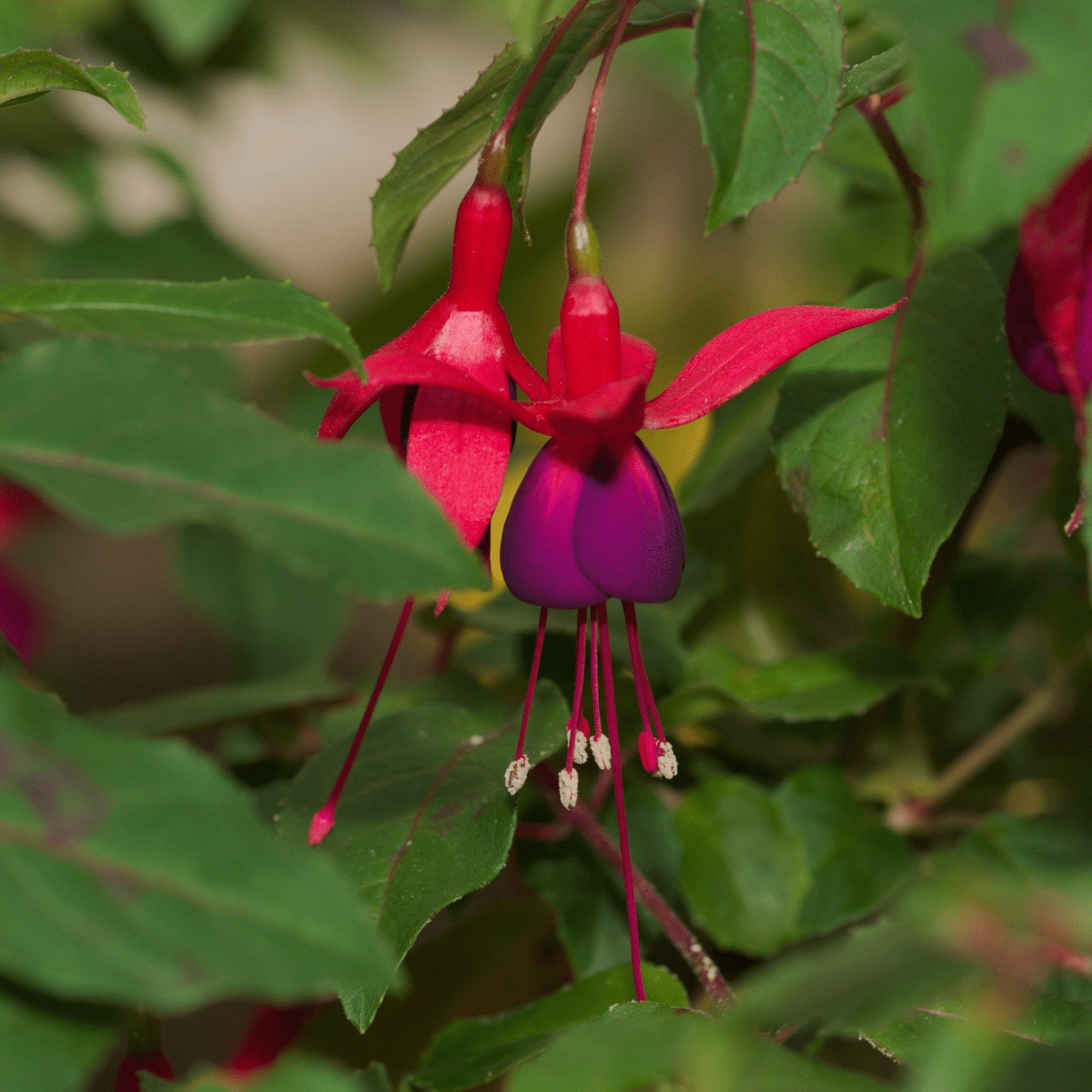 Hardy Fuchsia 'Mrs Popple' - Vibrant Pendulous Blooms, 9cm / 2L - plants - express.com