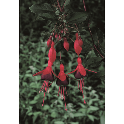Hardy Fuchsia 'Mrs Popple' - Vibrant Pendulous Blooms, 9cm / 2L - plants - express.com