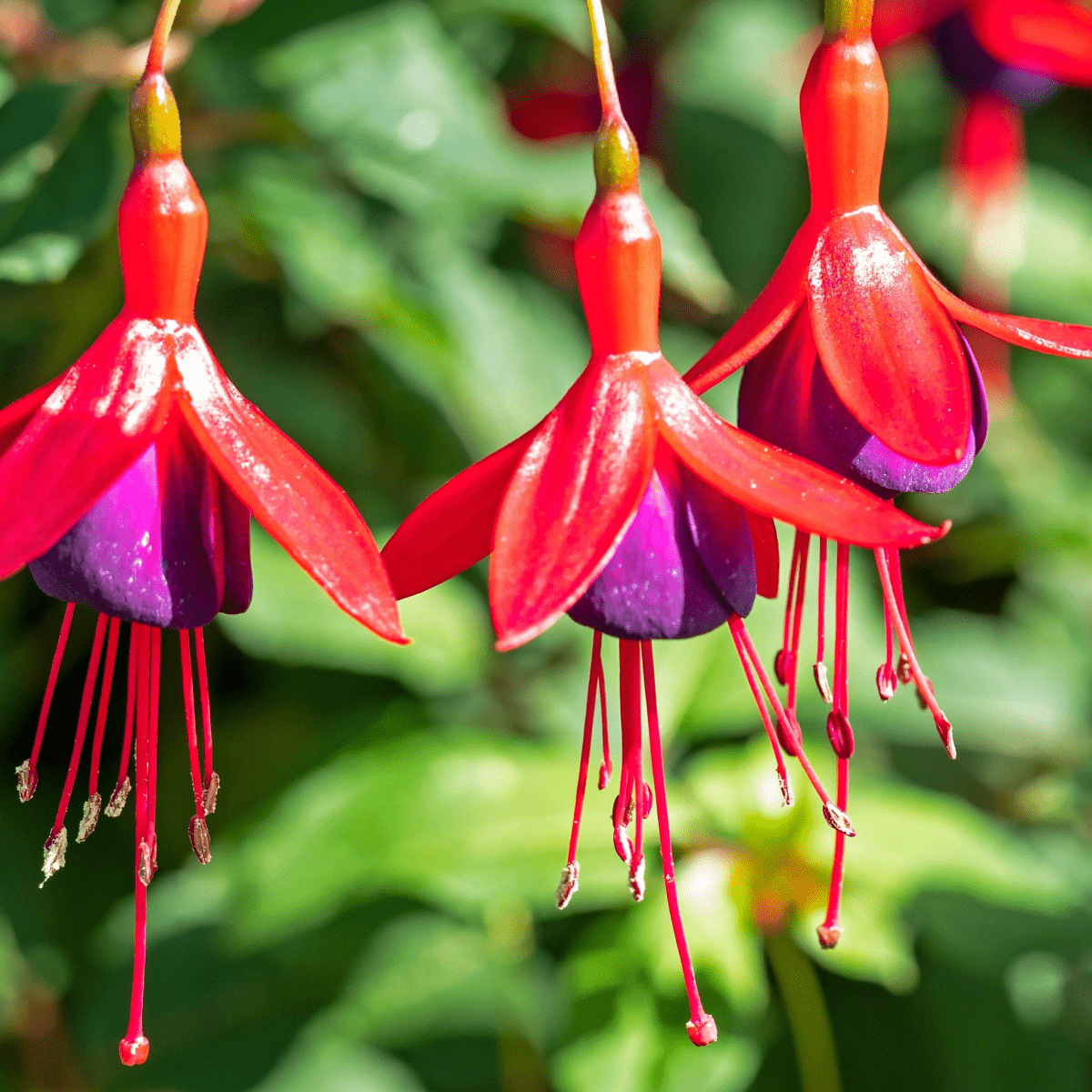 Hardy Fuchsia 'Mrs Popple' - Vibrant Pendulous Blooms, 9cm / 2L - plants - express.com