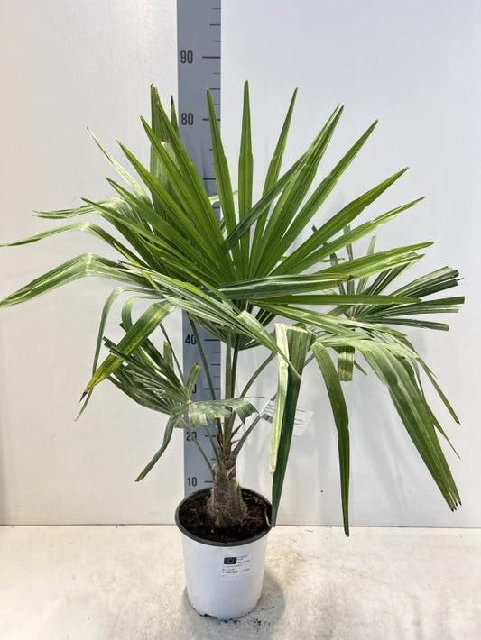Hardy Trachycarpus Fortunei Palm - 10°C, 7L/12L, Tropical Garden Centrepiece - plants - express.com