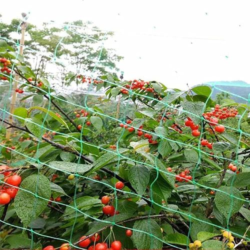 Heavy Duty Garden Netting – Ultimate Protection for Veggies & Climbing Plants - plants - express.com
