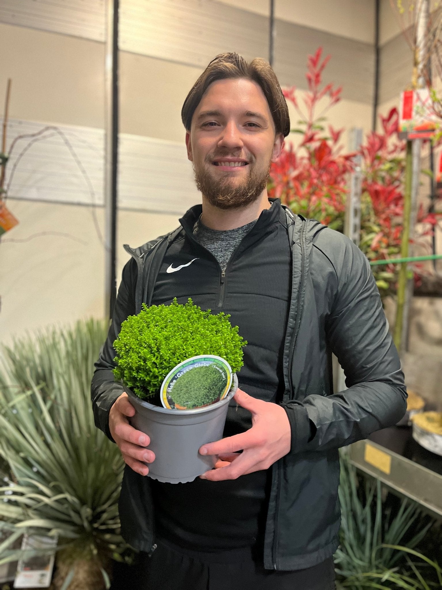 Hebe 'Emerald Gem' 'Green Globe' 9cm / 1L / 2L - plants - express.com