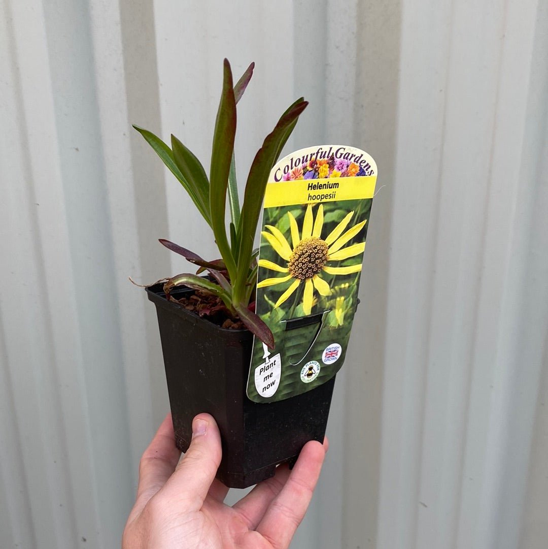 Helenium 'hoopesii' 9cm Pot - plants - express.com