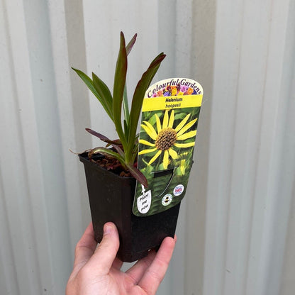 Helenium 'hoopesii' 9cm Pot - plants - express.com