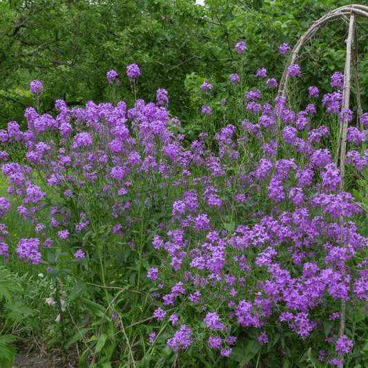 Hesperis Matronalis Purple Dame's Rocket 9cm/2L - Fragrant Pollinator Blooms - plants - express.com