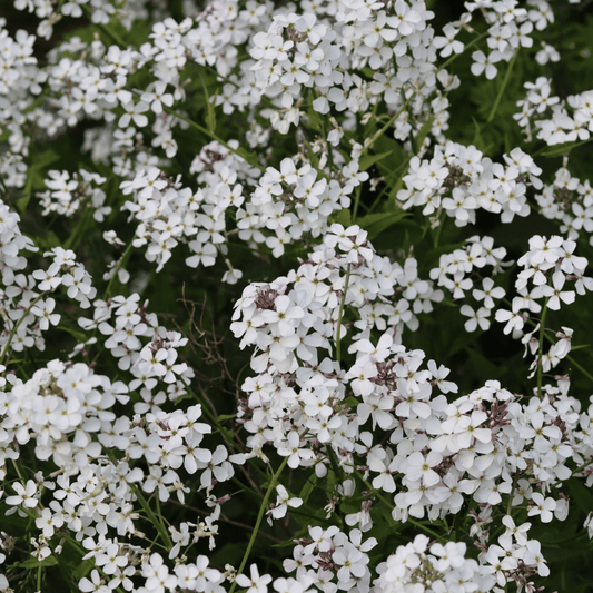 Hesperis matronalis var. albiflora - White Dame's Rocket, 9cm/2L pot - plants - express.com