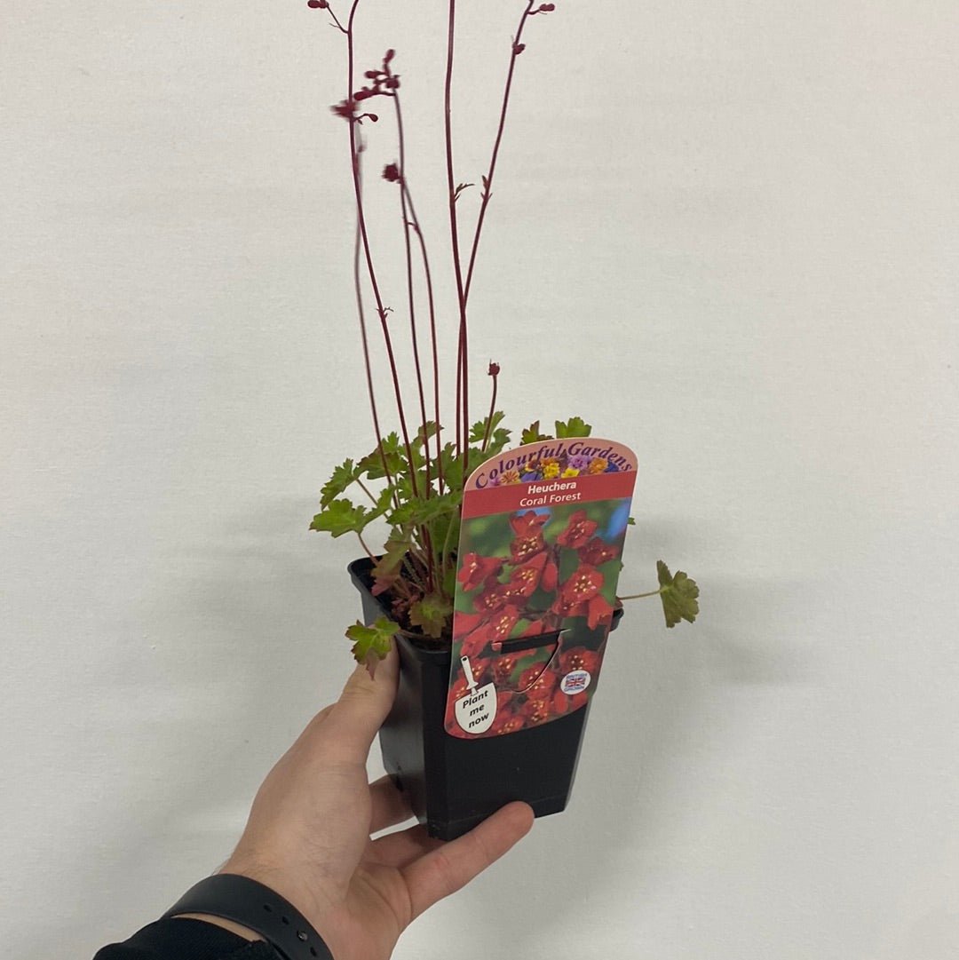 Heuchera 'Coral Forest' 9cm - plants - express.com
