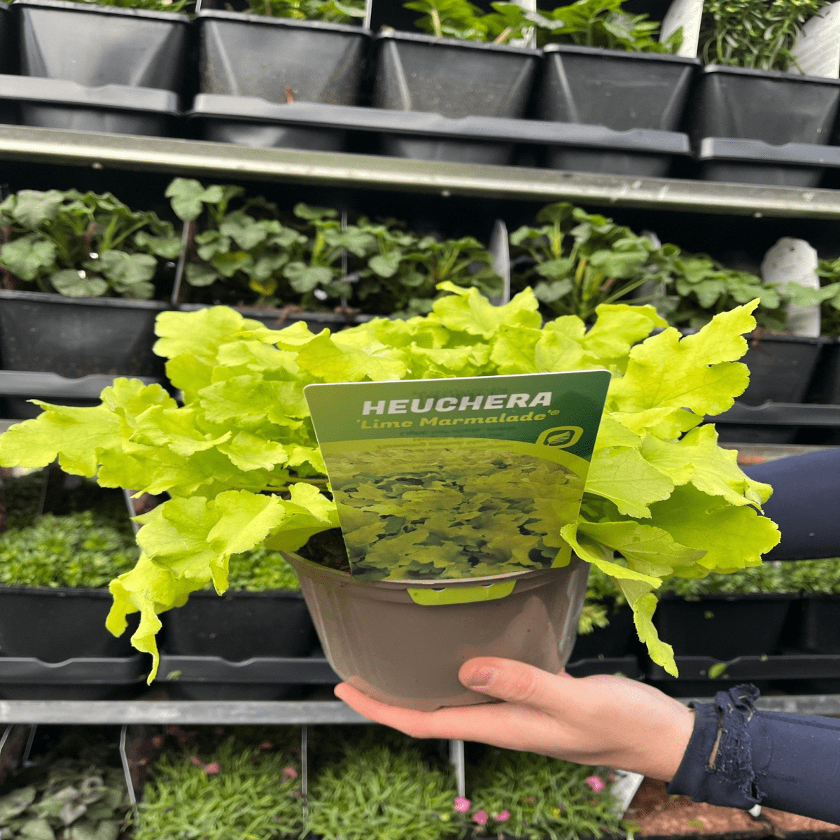 Heuchera 'Lime Marmalade': Chartreuse Foliage, Shade - Loving, 9cm/2L - plants - express.com