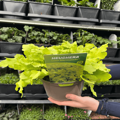 Heuchera 'Lime Marmalade': Chartreuse Foliage, Shade - Loving, 9cm/2L - plants - express.com