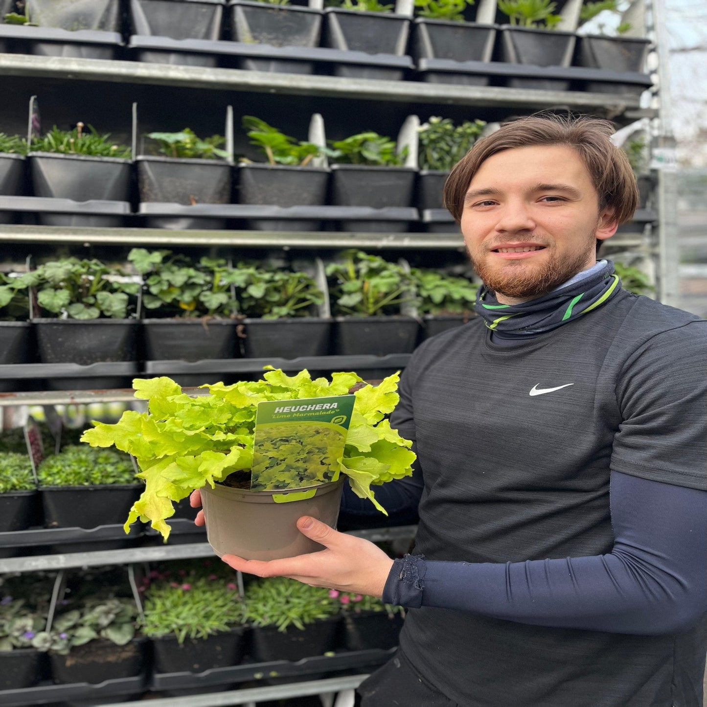 Heuchera 'Lime Marmalade': Chartreuse Foliage, Shade - Loving, 9cm/2L - plants - express.com