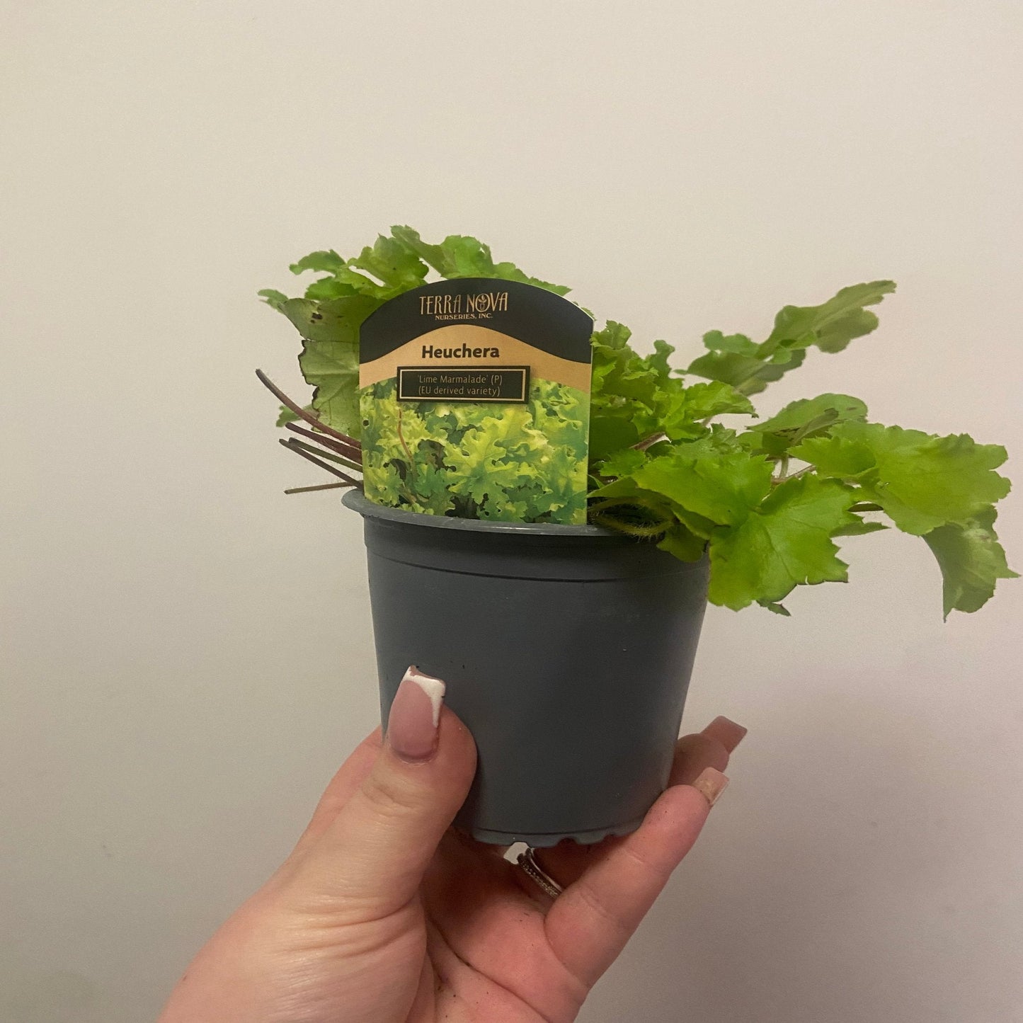 Heuchera 'Lime Marmalade': Chartreuse Foliage, Shade - Loving, 9cm/2L - plants - express.com