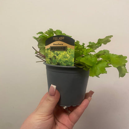 Heuchera 'Lime Marmalade': Chartreuse Foliage, Shade - Loving, 9cm/2L - plants - express.com