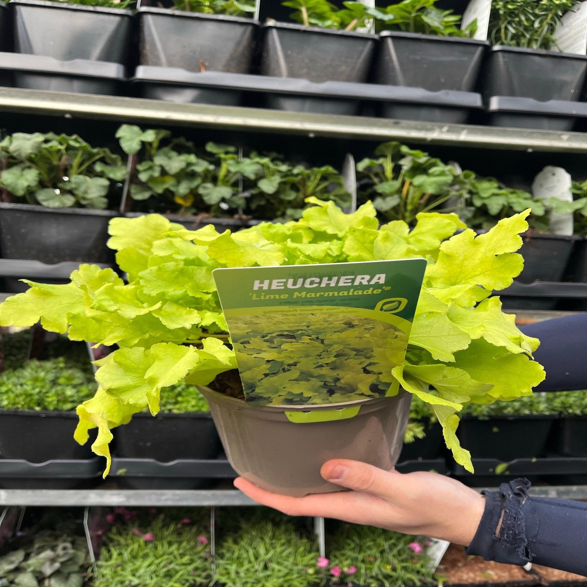 Heuchera 'Lime Marmalade': Chartreuse Foliage, Shade - Loving, 9cm/2L - plants - express.com