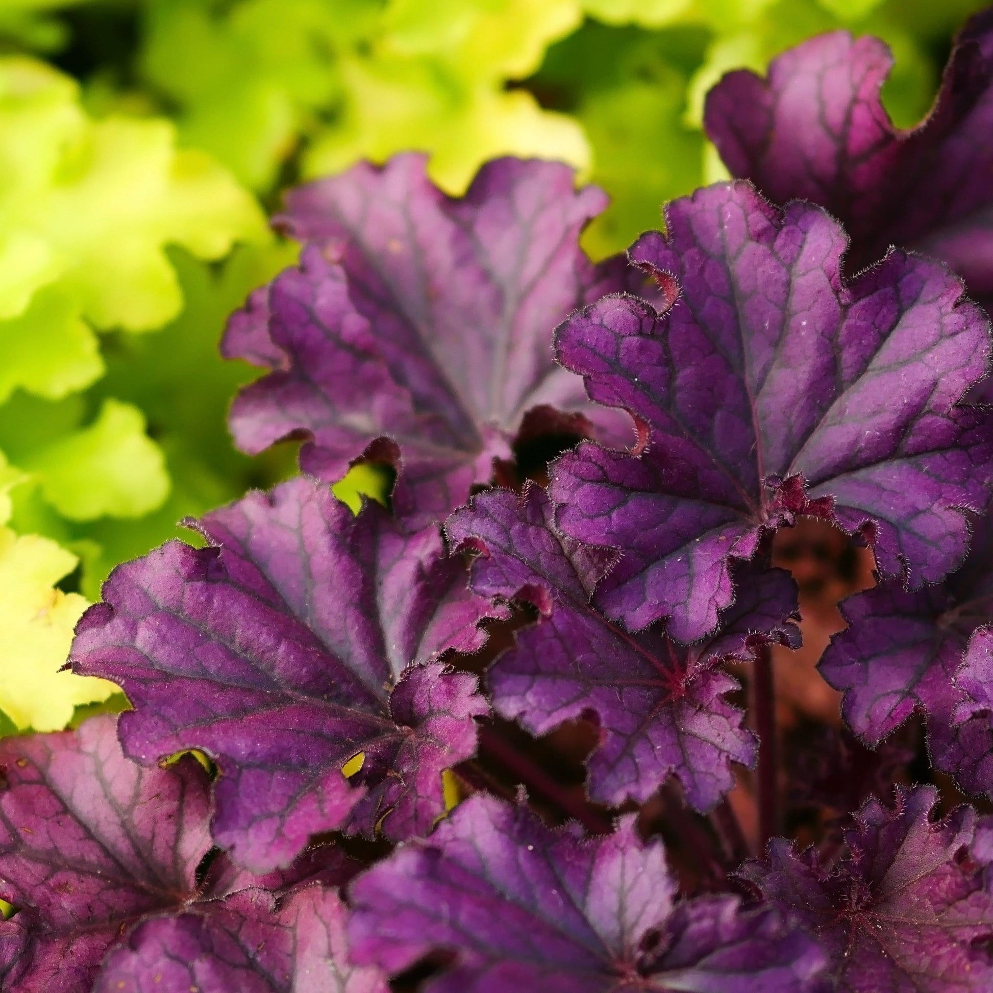 Heuchera 'Melting Fire' 9cm - plants - express.com
