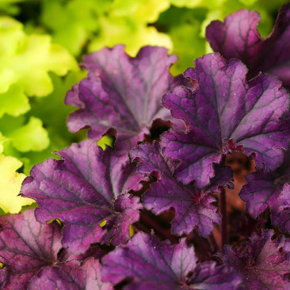 Heuchera 'Melting Fire' 9cm - plants - express.com
